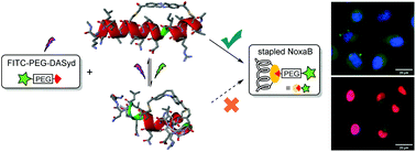 Graphical abstract: Photoisomerization-enhanced 1,3-dipolar cycloaddition of carbon-bridged octocyclic azobenzene with photo-released nitrile imine for peptide stapling and imaging in live cells