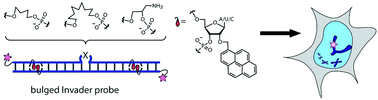 Graphical abstract: Impact of non-nucleotidic bulges on recognition of mixed-sequence dsDNA by pyrene-functionalized Invader probes