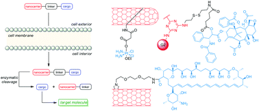 Graphical abstract: Synthetic strategies in construction of organic macromolecular carrier–drug conjugates