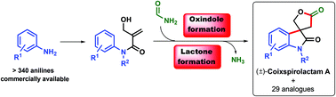 Graphical abstract: An efficient approach for the synthesis of new (±)-coixspirolactams