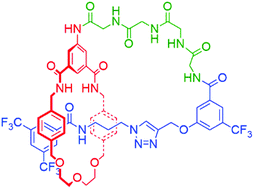 Graphical abstract: An amide hydrogen bond templated [1]rotaxane displaying a peptide motif – demonstrating an expedient route to synthetic mimics of lasso peptides