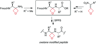 Graphical abstract: Development of oxetane modified building blocks for peptide synthesis