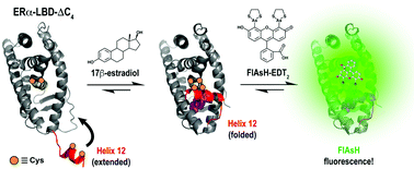 Graphical abstract: Monitoring ligand-mediated helix 12 transitions within the human estrogen receptor α using bipartite tetracysteine display