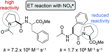 Graphical abstract: Oxidative damage of proline residues by nitrate radicals (NO3˙): a kinetic and product study