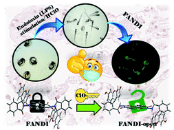 Graphical abstract: Prompt detection of endogenous hypochlorite (ClO−) in murine macrophages and zebrafish embryos facilitated by a distinctive chemodosimetric mode