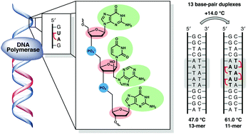 Graphical abstract: Double-headed nucleotides as xeno nucleic acids: information storage and polymerase recognition