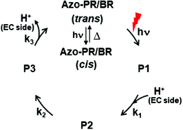 Graphical abstract: Photoisomerization of azobenzene units drives the photochemical reaction cycles of proteorhodopsin and bacteriorhodopsin analogues