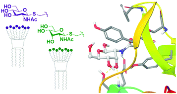 Graphical abstract: Synthesis of N-acetylglucosamine and N-acetylallosamine resorcinarene-based multivalent β-thio-glycoclusters: unexpected affinity of N-acetylallosamine ligands towards Wheat Germ Agglutinin