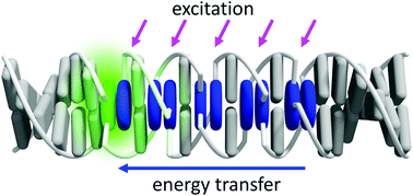 Graphical abstract: DNA-organized artificial LHCs – testing the limits of chromophore segmentation