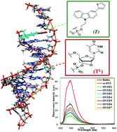 Graphical abstract: Carbazole modified oligonucleotides: synthesis, hybridization studies and fluorescence properties