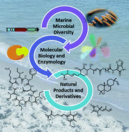 Graphical abstract: Recent highlights of biosynthetic studies on marine natural products