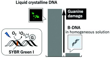 Graphical abstract: Guanine damage by singlet oxygen from SYBR Green I in liquid crystalline DNA