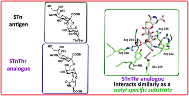 Graphical abstract: Synthesis of an STnThr analogue, structurally based on a TnThr antigen mimetic