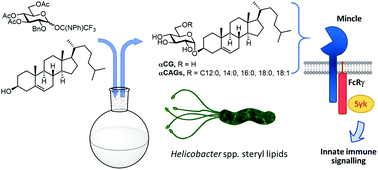 Graphical abstract: Cholesteryl 6-O-acyl-α-glucosides from diverse Helicobacter spp. signal through the C-type lectin receptor Mincle