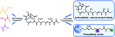 Graphical abstract: Total synthesis of the actinoallolides and a designed photoaffinity probe for target identification