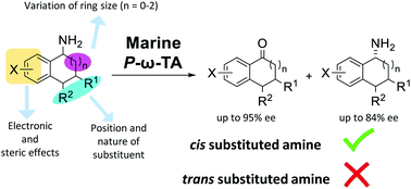 Graphical abstract: Exploring the synthetic potential of a marine transaminase including discrimination at a remote stereocentre