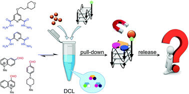 Graphical abstract: Quadruplex DNA-guided ligand selection from dynamic combinatorial libraries of acylhydrazones