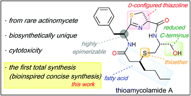 Graphical abstract: Total synthesis of thioamycolamide A via a biomimetic route