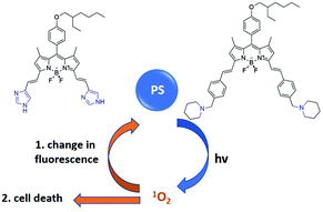 Graphical abstract: Self-reporting heavy atom-free photodynamic therapy agents