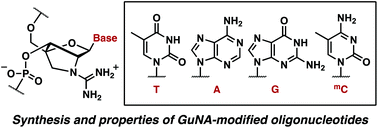 Graphical abstract: Synthesis and properties of GuNA purine/pyrimidine nucleosides and oligonucleotides