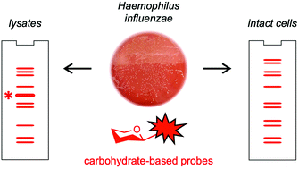 Graphical abstract: Profiling of Haemophilus influenzae strain R2866 with carbohydrate-based covalent probes