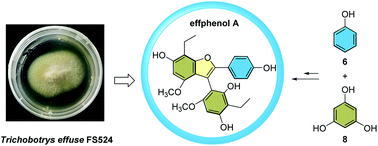 Graphical abstract: Structural elucidation, total synthesis, and cytotoxic activity of effphenol A