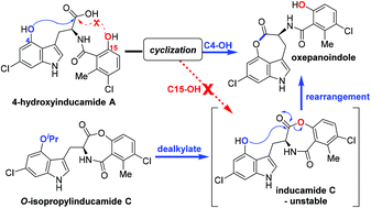 Graphical abstract: Synthetic studies toward inducamide C