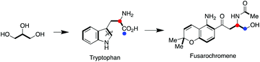 Graphical abstract: Fusarochromene, a novel tryptophan-derived metabolite from Fusarium sacchari