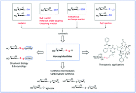 Graphical abstract: Glycosyl disulfides: importance, synthesis and application to chemical and biological systems
