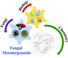 Graphical abstract: The chemistry and biology of fungal meroterpenoids (2009–2019)