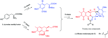 Graphical abstract: Synthesis and cytotoxicity of (−)-homo-renieramycin G and its derivatives