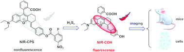 Graphical abstract: A near-infrared fluorescent probe that can image endogenous hydrogen polysulfides in vivo in tumour-bearing mice