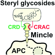Graphical abstract: Cholesteryl glucosides signal through the carbohydrate recognition domain of the macrophage inducible C-type lectin (mincle)