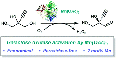 Graphical abstract: Biocatalytic oxidation of alcohols using galactose oxidase and a manganese(iii) activator for the synthesis of islatravir
