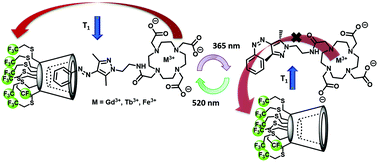 Graphical abstract: Photoresponsive host–guest chemistry and relaxation time of fluorinated cyclodextrin and arylazopyrazole-functionalized DOTA metal complexes