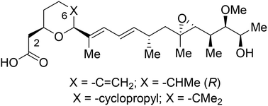 Graphical abstract: Design and synthesis of herboxidiene derivatives that potently inhibit in vitro splicing