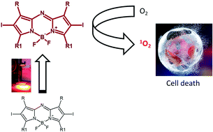 Graphical abstract: In vitro photodynamic treatment of cancer cells induced by aza-BODIPYs