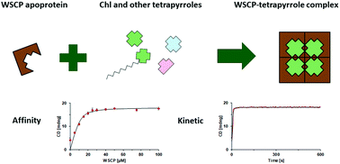 Graphical abstract: The pigment binding behaviour of water-soluble chlorophyll protein (WSCP)