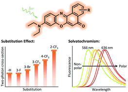 Graphical abstract: One- and two-photon solvatochromism of the fluorescent dye Nile Red and its CF3, F and Br-substituted analogues