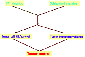 Graphical abstract: Mechanistic insights into ceramidase inhibitor LCL521-enhanced tumor cell killing by photodynamic and thermal ablation therapies