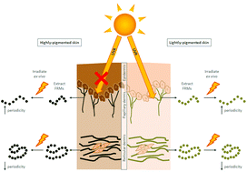 Graphical abstract: Remodelling of fibrillin-rich microfibrils by solar-simulated radiation: impact of skin ethnicity
