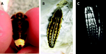 Graphical abstract: Luciferase isozymes from the Brazilian Aspisoma lineatum (Lampyridae) firefly: origin of efficient pH-sensitive lantern luciferases from fat body pH-insensitive ancestors