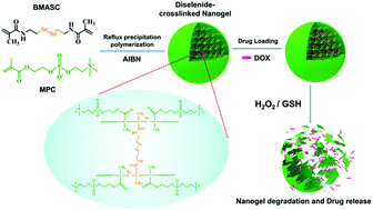 Graphical abstract: Diselenide-crosslinked zwitterionic nanogels with dual redox-labile properties for controlled drug release