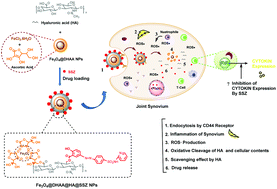 Graphical abstract: A polymer coated MNP scaffold for targeted drug delivery and improvement of rheumatoid arthritis