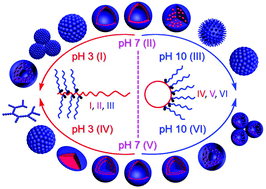 Graphical abstract: Synthesis and properties of pH-cleavable toothbrush-like copolymers comprising multi-reactive Y junctions and a linear or cyclic backbone