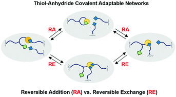 Graphical abstract: Mixed mechanisms of bond exchange in covalent adaptable networks: monitoring the contribution of reversible exchange and reversible addition in thiol–succinic anhydride dynamic networks