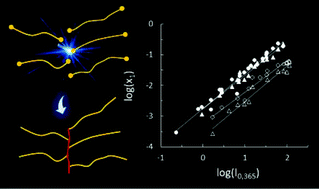 Graphical abstract: Non-steady scaling model for the kinetics of the photo-induced free radical polymerization of crosslinking networks