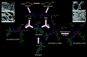 Graphical abstract: Opposite swelling characteristics through changing the connectivity in a biopolymeric hydrogel based on glycogen and glycine