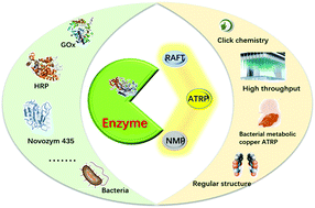 Graphical abstract: Enzyme-mediated reversible deactivation radical polymerization for functional materials: principles, synthesis, and applications