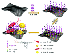 Graphical abstract: Mussel-inspired coordination functional polymer brushes-decorated rGO-stabilized silver nanoparticles composite for antibacterial application